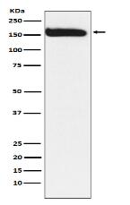 KAT13A / SRC1 Antibody
