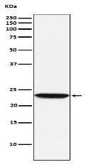 Tetranectin Antibody