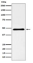 Pancreatic Lipase (PNLIP) Antibody