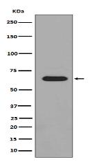Phospho-PAK1/2/3 (S144+S141+S139) Antibody