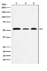 NONO / p54nrb Antibody