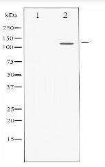 STAT2 Antibody