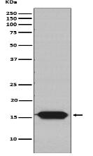 GRIM19 Antibody