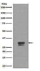 Phospho-Cdk1/2 (T14) Antibody
