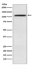 CRM1 Antibody