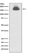Phospho-EGFR (S695) Antibody