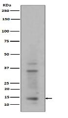 Histone H3 (mono+di+tri methyl K14) Antibody