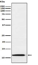 Thioredoxin 2 Antibody