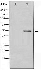 GSK3 alpha Antibody