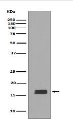alpha + beta Synuclein Antibody