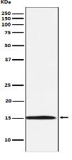 Ube2N / Ubc13 Antibody