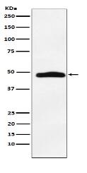 MAPKAP Kinase 2 Antibody