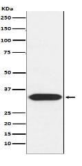 Syntaxin 3 Antibody