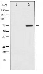 Phospho-C-RAF (Ser338) Antibody