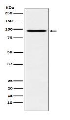 Oct-1 Antibody