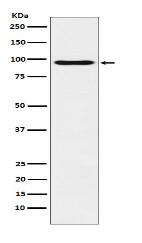 Oct-1 Antibody