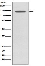 Phospho-TrkB (Y817) Antibody