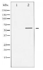 Phospho-Chk1 (Ser317) Antibody