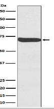 Frizzled 9 / CD349 Antibody