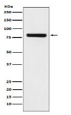 SEC23 Antibody