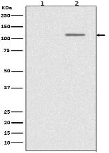 Phospho-SIRT1 (S47) Antibody