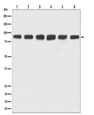 Hsp90 Antibody