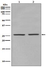 Phospho-eIF4E (S209) antibody