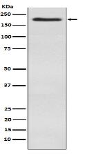 WSTF Antibody