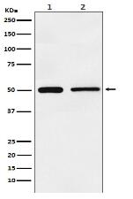 TIM1 Antibody
