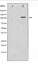 Phospho-c-PLA2 (Ser505) Antibody
