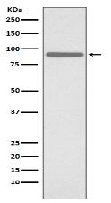 Phospho-STAT1 (S727) Antibody