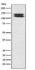 H Cadherin Antibody