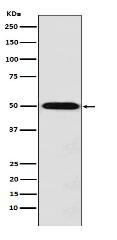 MCT1 Antibody