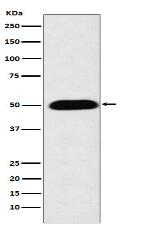 CYP27A1 Antibody
