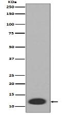 MRP8 Antibody