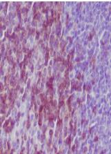 CD3 epsilon Antibody