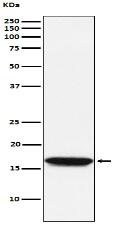 NM23A Antibody