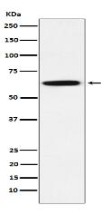 GRB7 Antibody