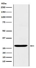 SCGN Antibody