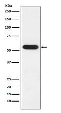 FKBP52 Antibody