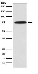 Cytochrome P450 Reductase Antibody