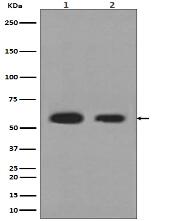 Calreticulin Antibody
