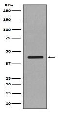 Caspase-1 Antibody