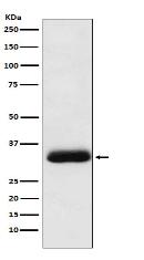 RACK1 Antibody