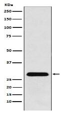 PGAM1 Antibody