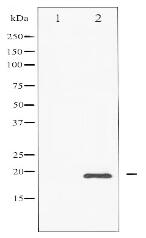 Phospho-CHOP (Ser30) Antibody