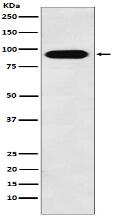 Cullin4A Antibody