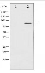 STAT4 Antibody
