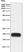 Mammaglobin A Antibody