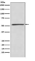 TBLR1 Antibody